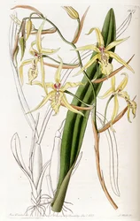 Miltonia flavescens（同種のCyrtochilum flavescensとして）